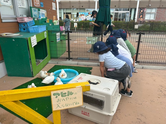 アヒルを見学する様子