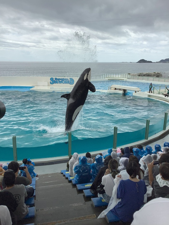 鴨川シーワールドのシャチのショー