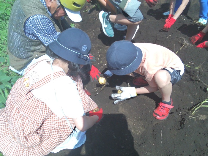 じゃがいもを収穫する児童