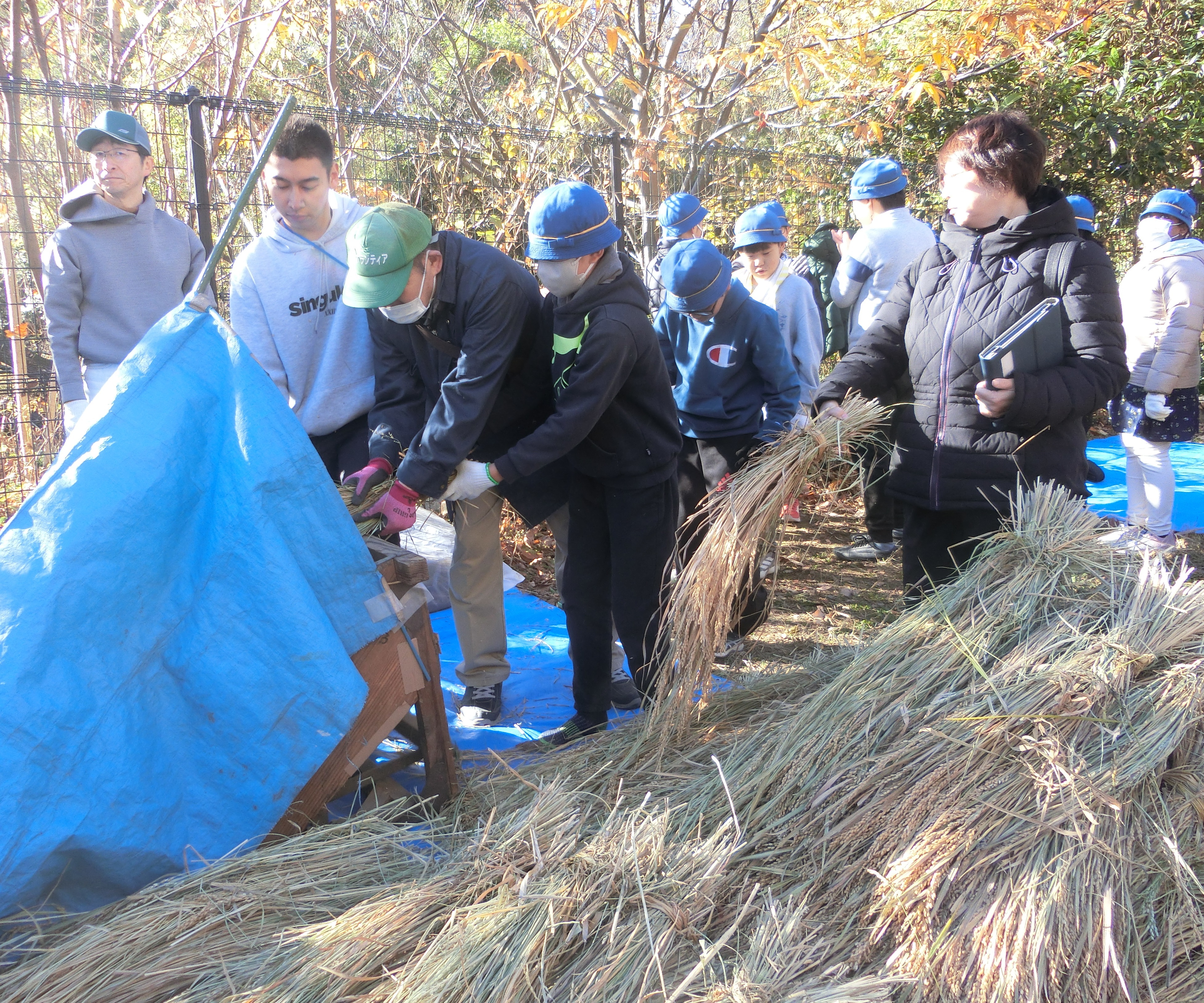 足踏脱穀機での脱穀の様子