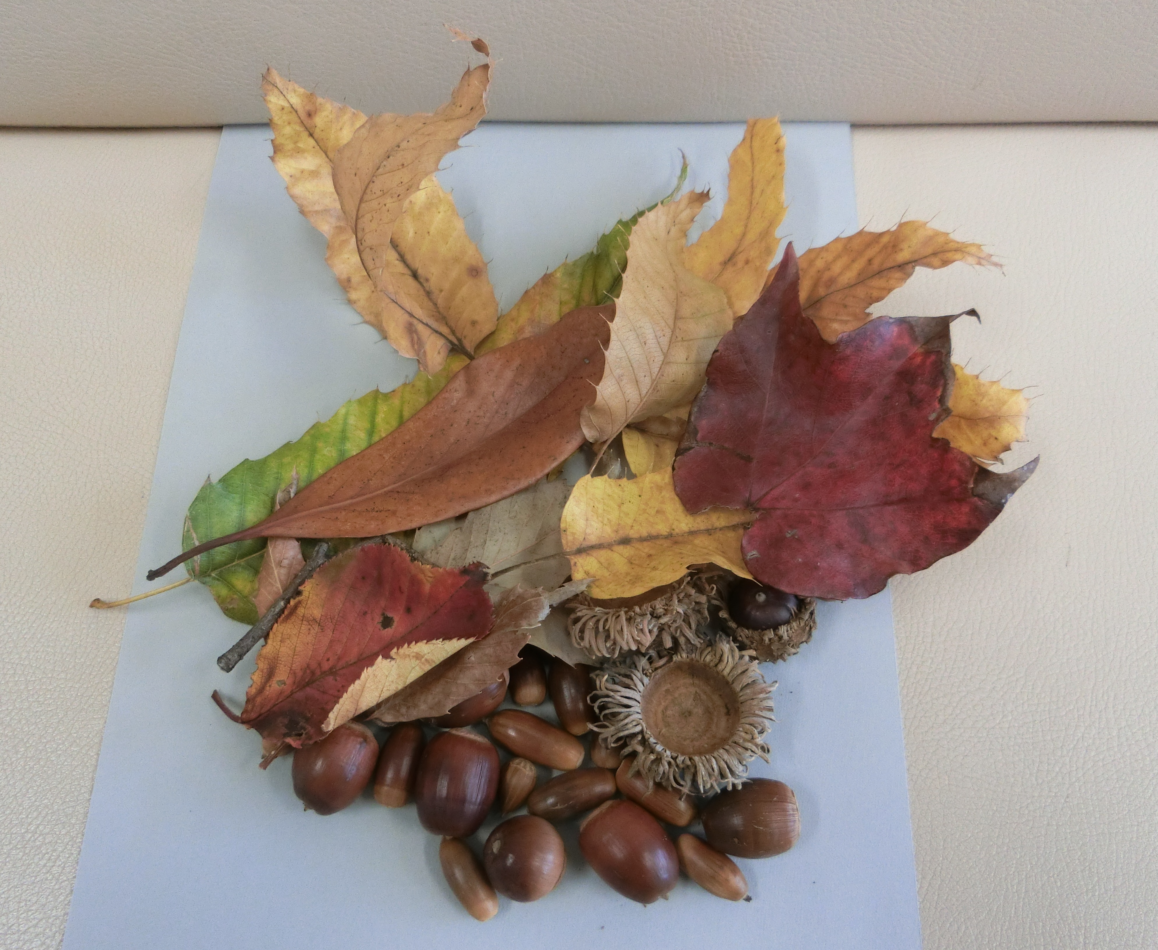 どんぐりの画像