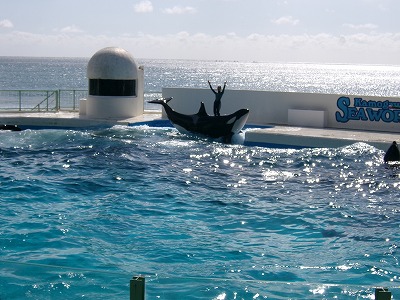 鴨川シーワールドのシャチのショーの様子