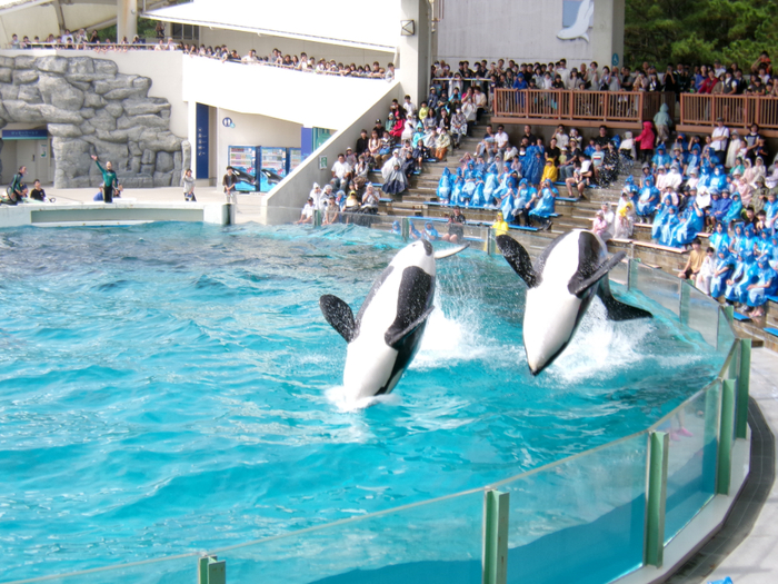 鴨川シーワールドのシャチのショーの様子