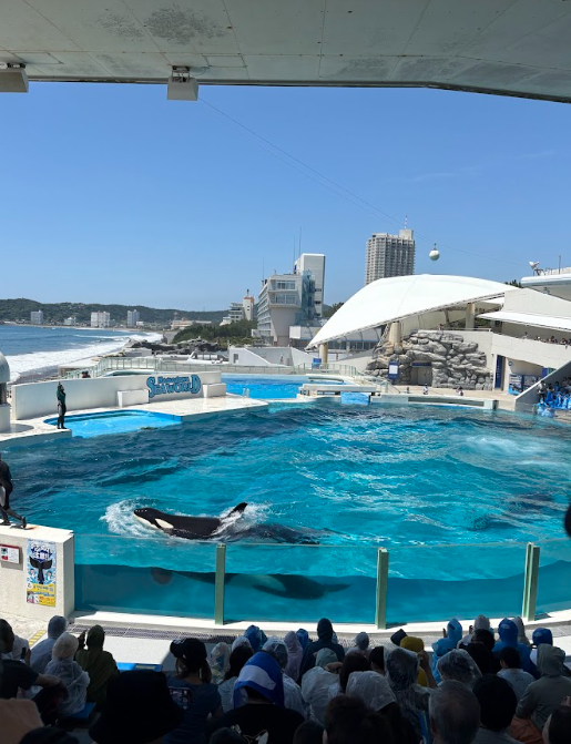 鴨川シーワールドのシャチショーを観ている様子