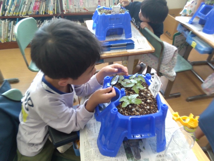 虫眼鏡で観察中