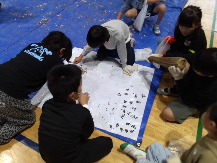 ヘチマの種を取り、数えている様子