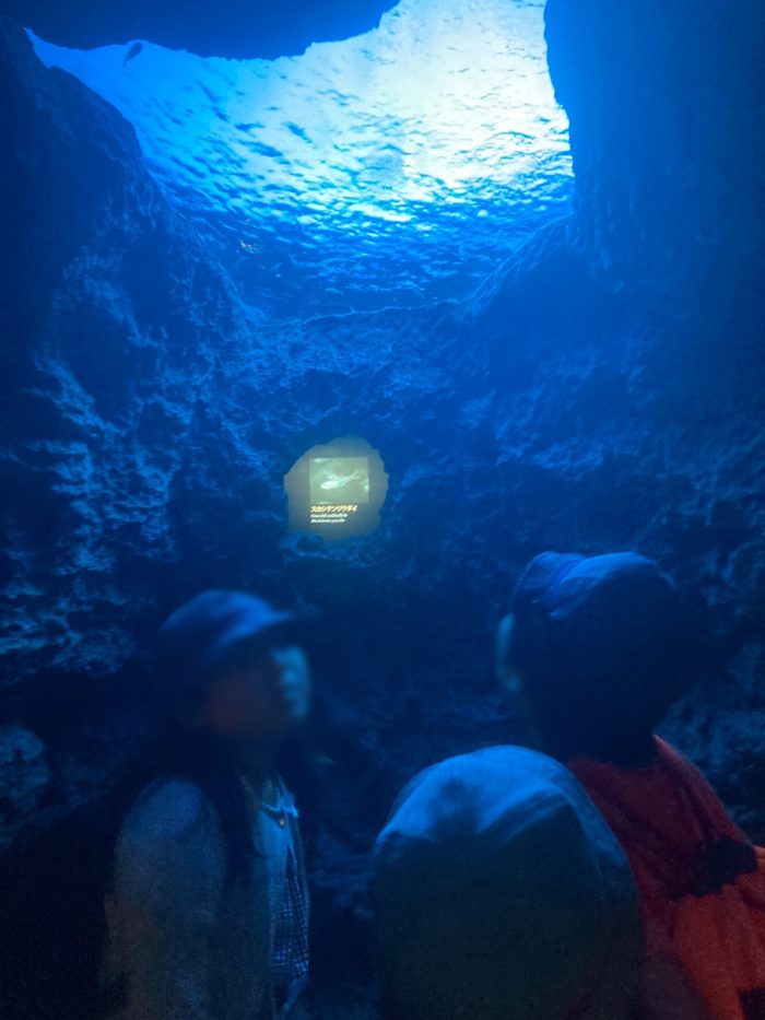 鴨川シーワールドで見学している様子