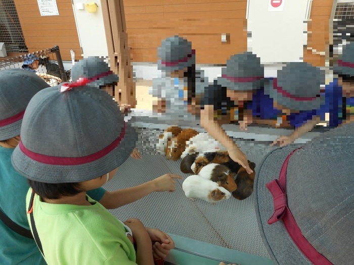 モルモットと触れ合っている写真