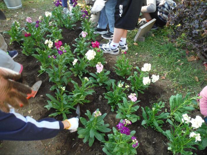 植えた花