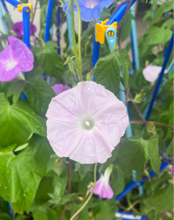 薄い紫色の朝顔の花