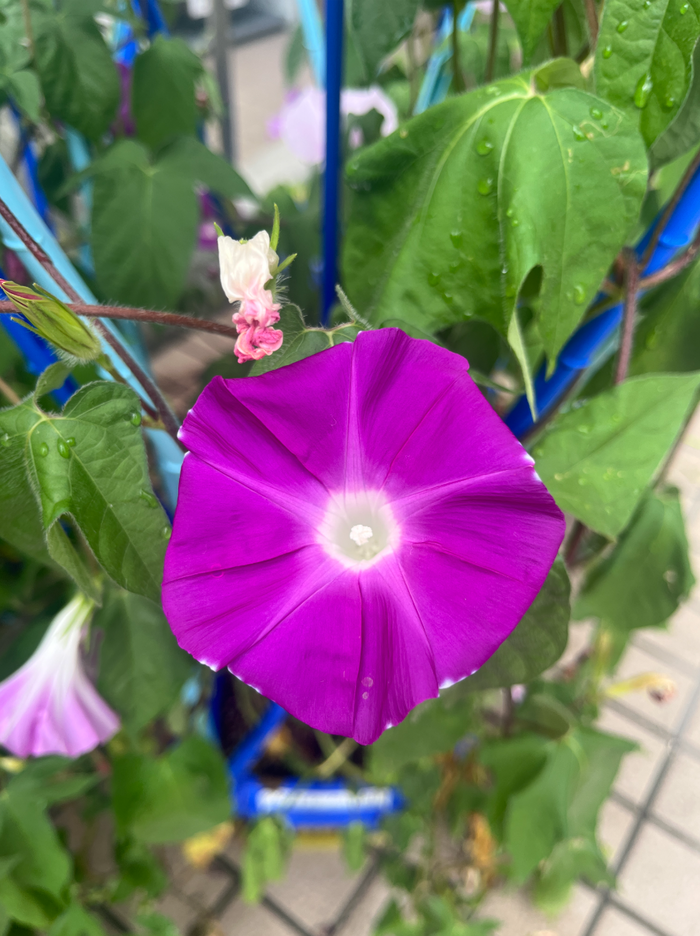 濃い紫色の朝顔の花