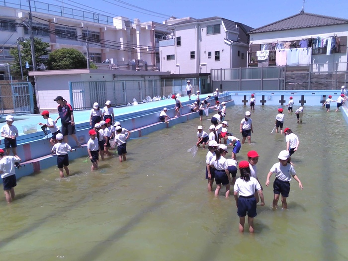 児童がプールでヤゴを救出している様子