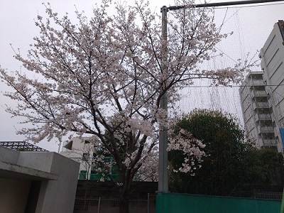 南門近くの桜