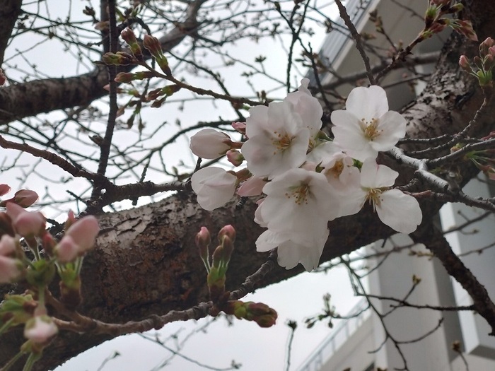 3月27日(木曜日)