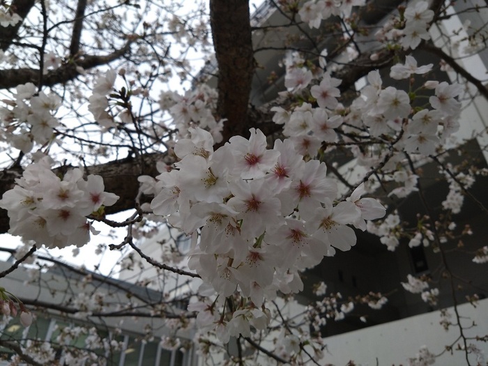 3月31日(月曜日)