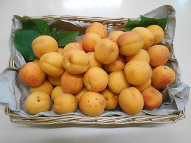 果物の収穫の写真