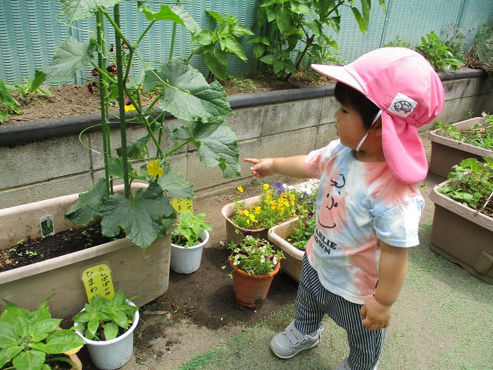 栽培物を見ているところ