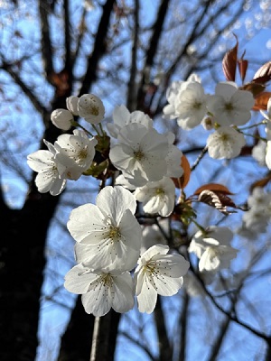 体育館裏の桜の写真