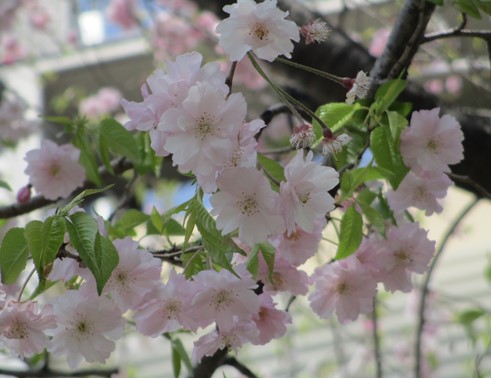 桜の写真