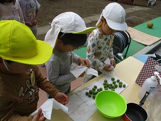 梅を消毒する姿