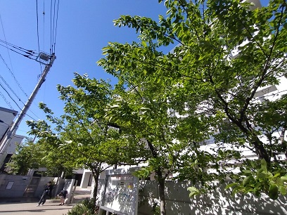 新緑の5月