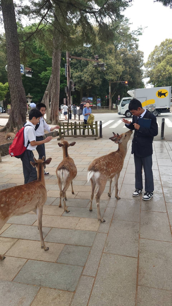 鹿せんべいをあげている様子