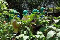 野菜栽培、収穫
