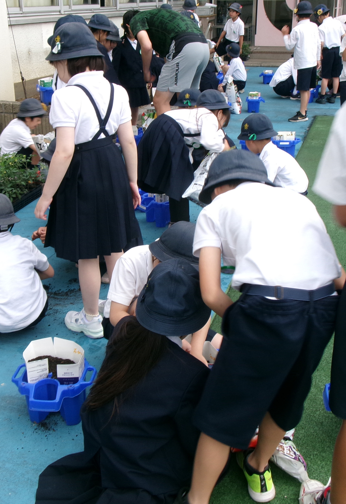ミニトマトを植える様子