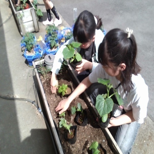 苗を植える様子