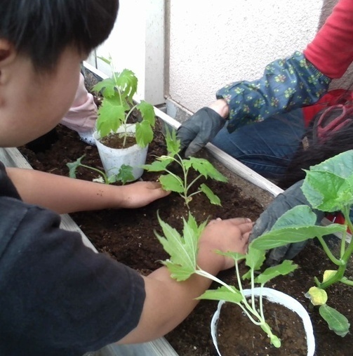 苗を植える様子