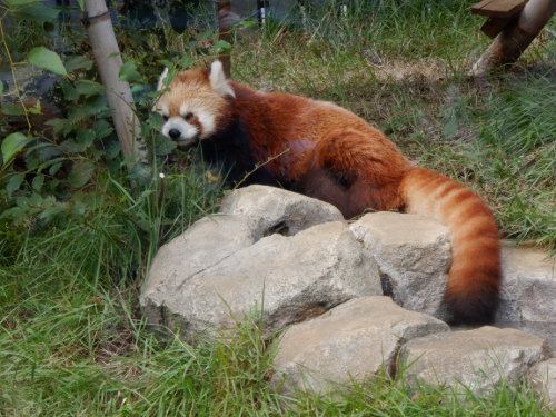 動物