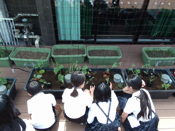 児童がヘチマ、スイカ、きゅうり、ゴーヤ、白ゴーヤ、はんしろきゅうりの植物の苗を植えている様子。
