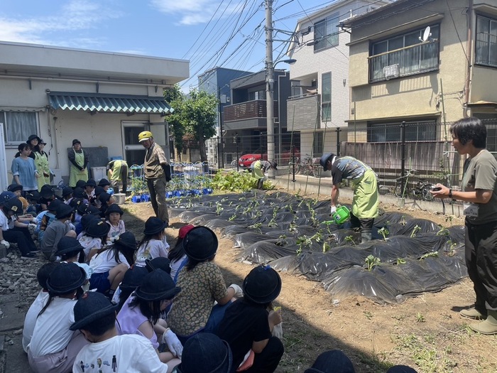 サツマイモ苗植え2